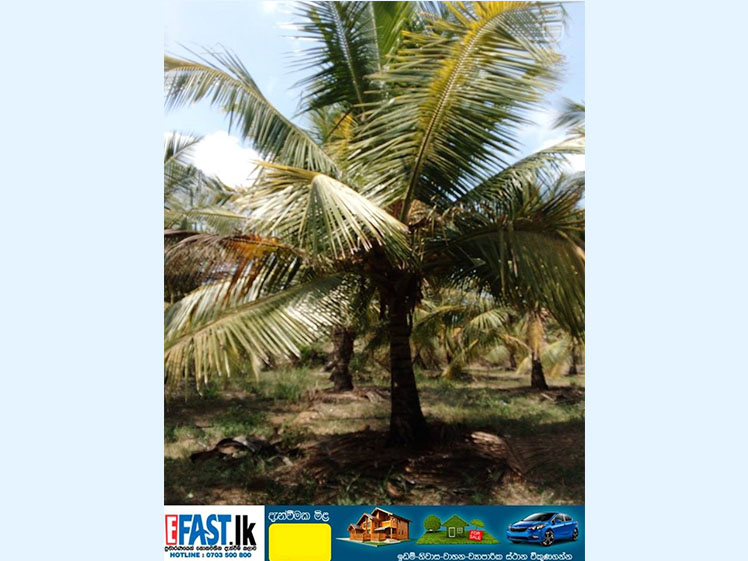 LAND | FOR SALE | CHILAW